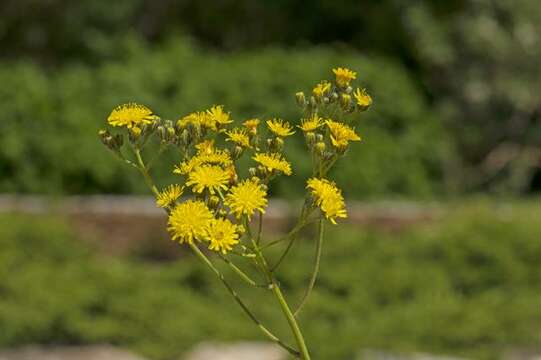 Image of Crepis praemorsa (L.) Tausch