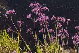 Image of Catchfly