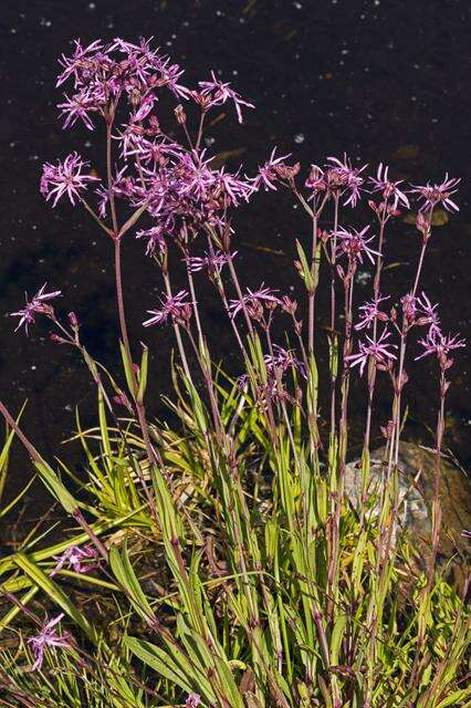 Image of Catchfly