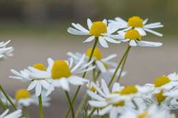 Image of mayweed