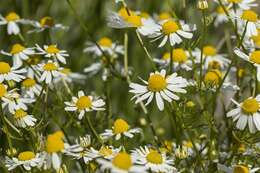 Image of mayweed