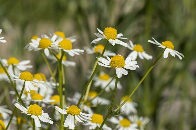 Image of mayweed