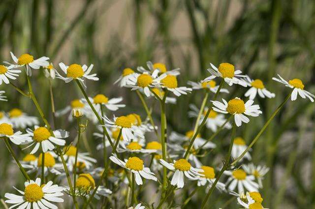 Image of mayweed