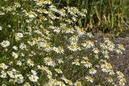 Image of mayweed