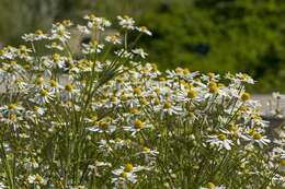 Image of mayweed