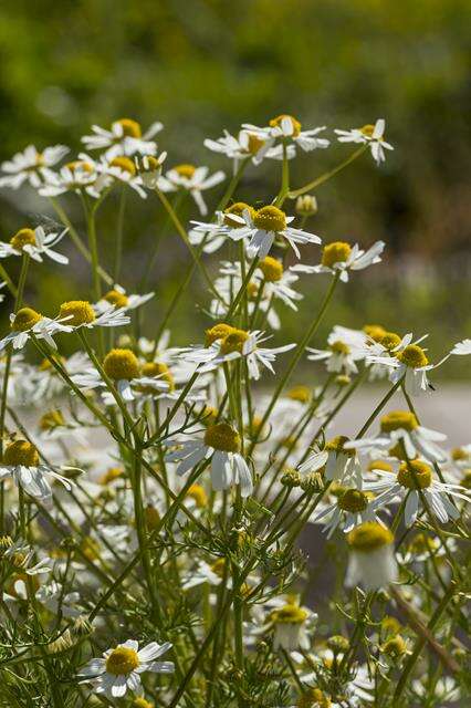 Image of mayweed