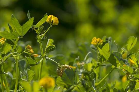 Plancia ëd Medicago