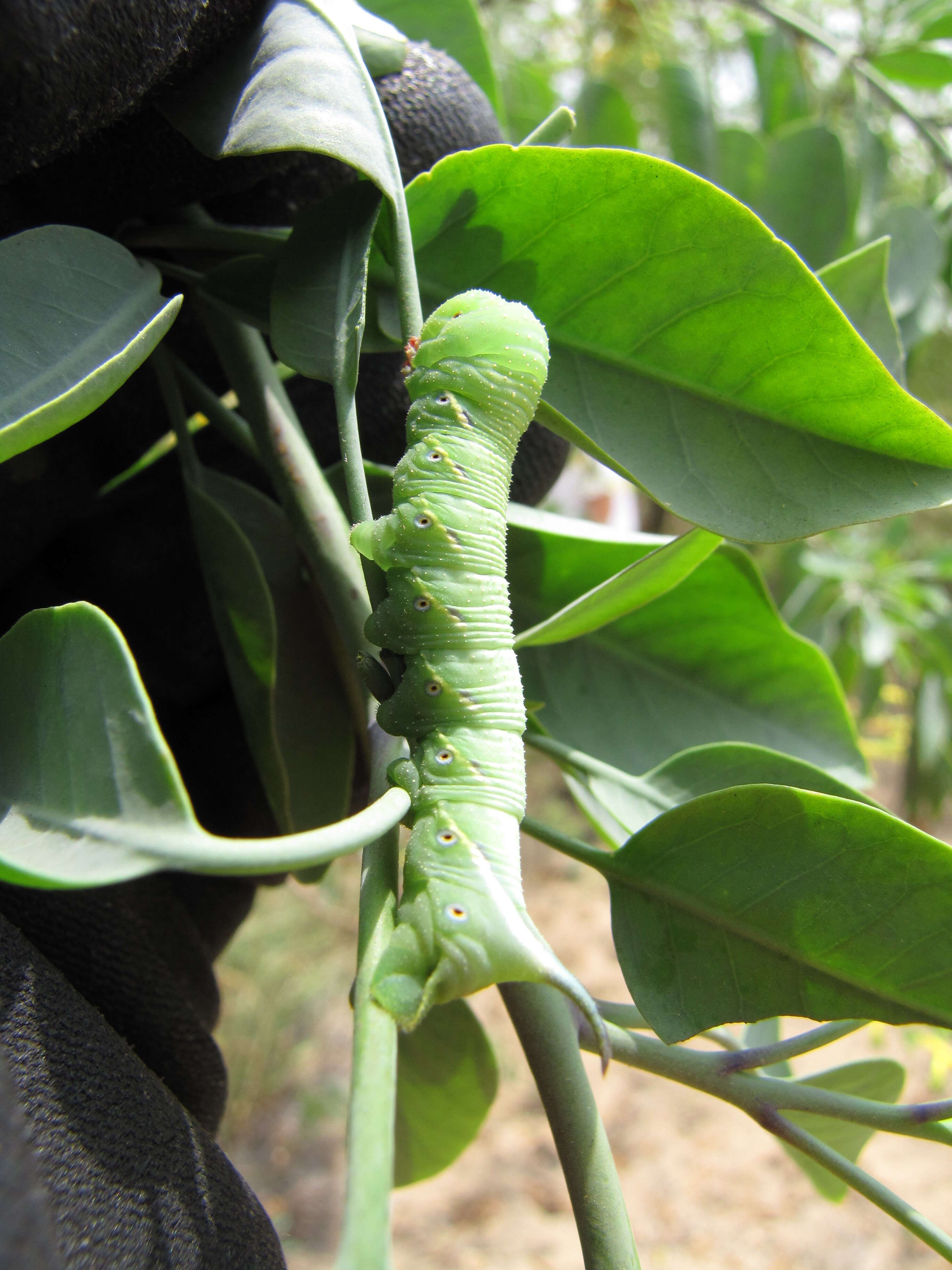 Image of tree tobacco