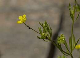 Image of corn buttercup