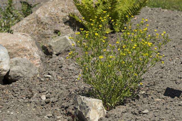 Image of corn buttercup