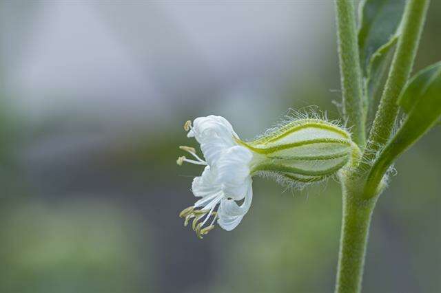 Слика од Silene dichotoma Ehrh.