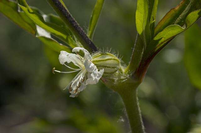 Слика од Silene dichotoma Ehrh.