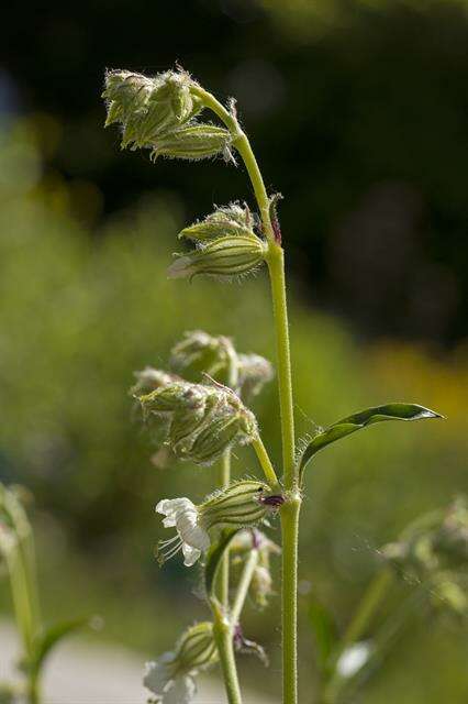 Слика од Silene dichotoma Ehrh.