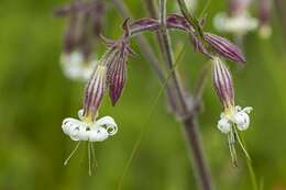 Silene nutans L. resmi