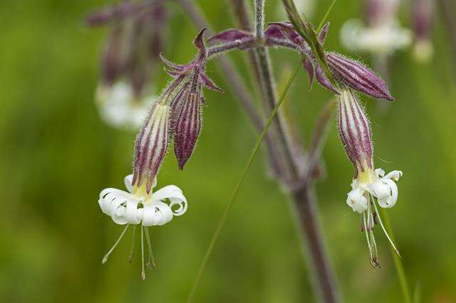 Image of Eurasian catchfly