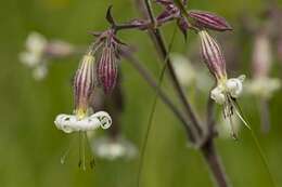 Silene nutans L. resmi