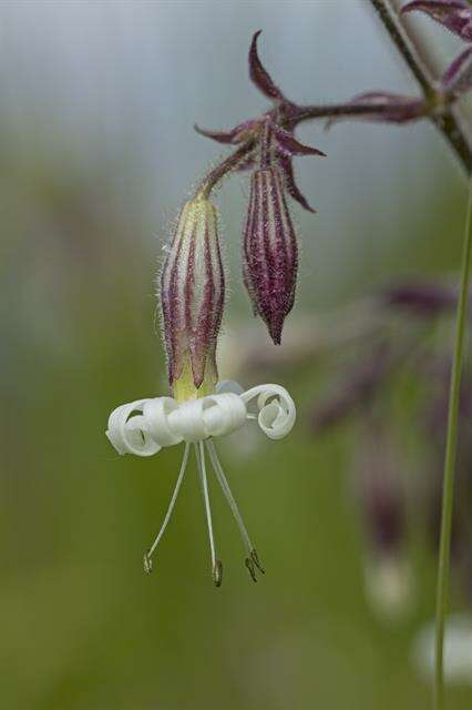 Silene nutans L. resmi