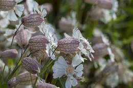 Image of sea campion