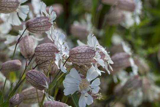 Silene uniflora Roth resmi