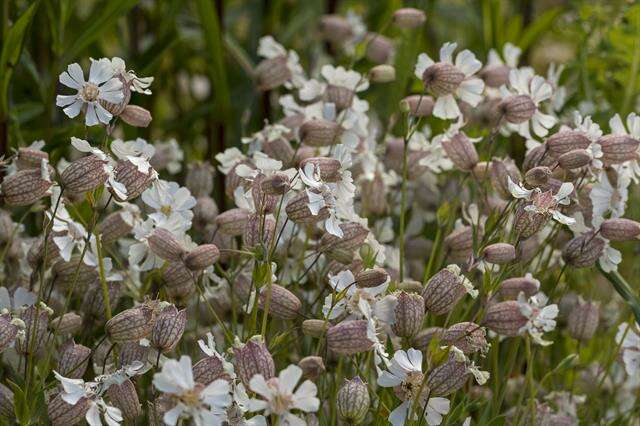 Image of sea campion