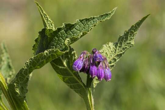 Image of boneset