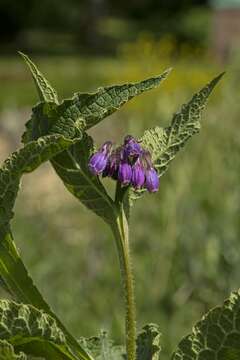 Image of boneset