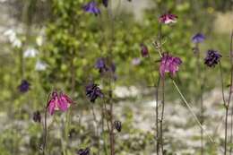 Image of columbine