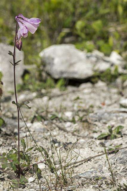 Image of columbine