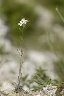 Plancia ëd Arabidopsis arenosa (L.) Lawalrée