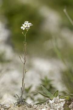 Arabidopsis arenosa (L.) Lawalrée的圖片