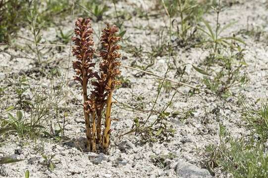 Image of Orobanche elatior Sutton