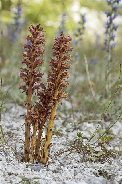 Imagem de Orobanche elatior Sutton