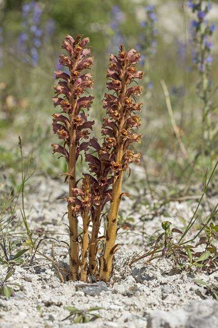 Imagem de Orobanche elatior Sutton