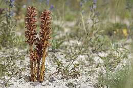 Imagem de Orobanche elatior Sutton