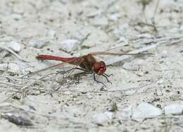 Image of Sympetrum Newman 1833