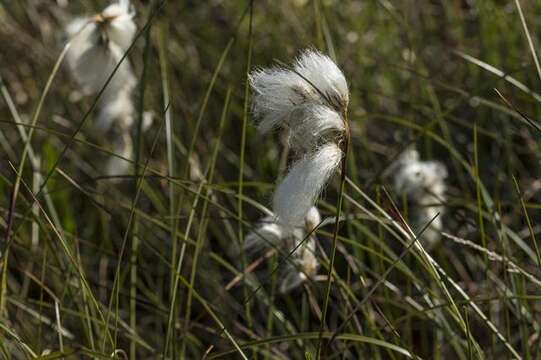 Image of cottongrass