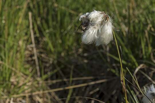 Image of cottongrass