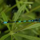 Coenagrion pulchellum (Vander Linden 1825) resmi