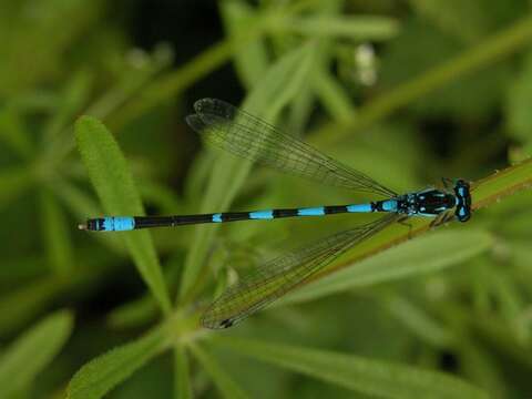 Coenagrion pulchellum (Vander Linden 1825) resmi