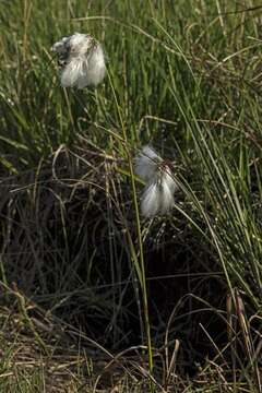 Image of cottongrass