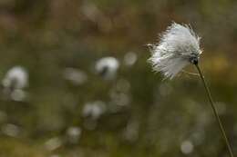 Image of cottongrass