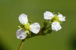 Image of water plantain