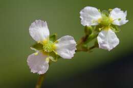 Image of water plantain