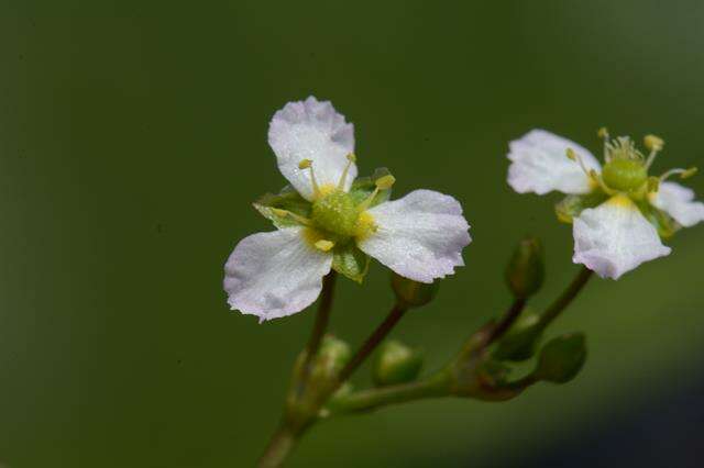 Image of water plantain