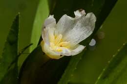 Image of water soldiers