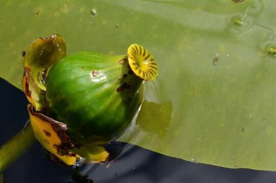 Image of pond-lily