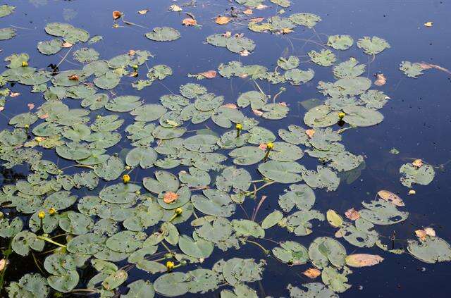 Image of pond-lily