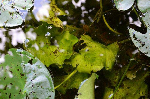 Image of pond-lily