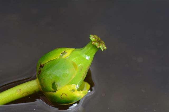 Image of pond-lily