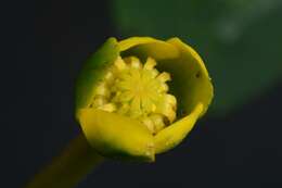 Image of pond-lily